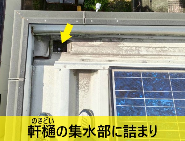 軒樋の集水部に詰まり　折板屋根